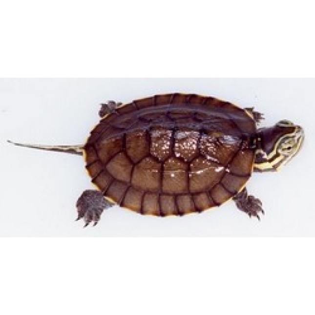 Mississipi Map turtle 4-5cm Mississipi Map turtle 4-5cm