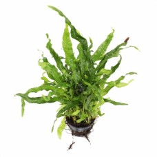 Ζωντανό φυτό microsorum crisp leaves