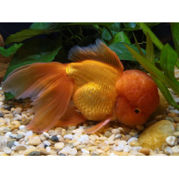 Assorted Oranda Carassius