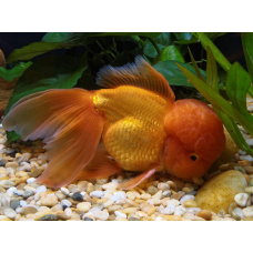 Assorted Oranda Carassius