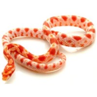 Φίδι baby corn snake albino