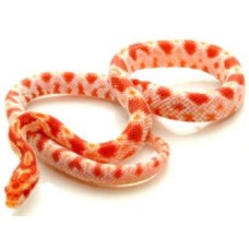 Φίδι baby corn snake albino