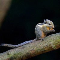 Himalayan striped squirrel