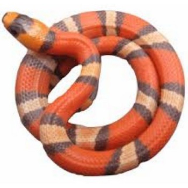 Φίδι Honduran milk tangerine Φίδι Honduran milk tangerine