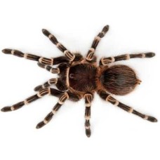 Stripe knee tarantula Stripe knee tarantula