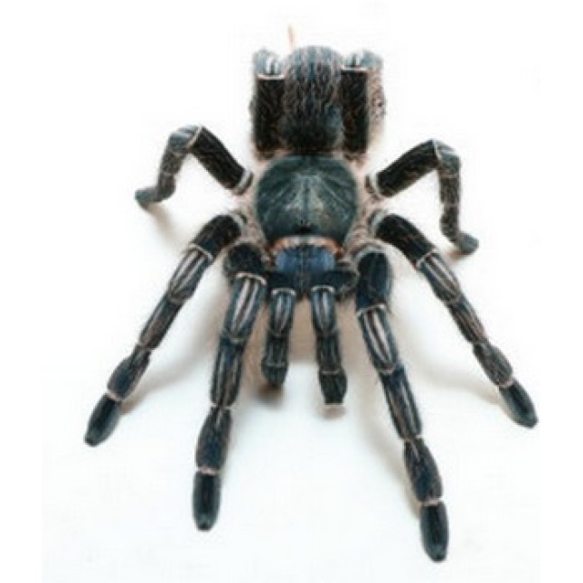Stripe knee tarantula Stripe knee tarantula