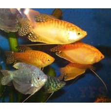 Gourami mix