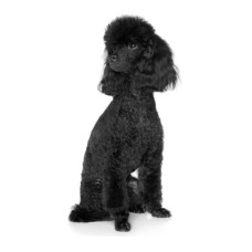 Caniche Poodle καφέ/μαύρο Caniche Poodle καφέ/μαύρο