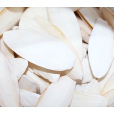 Versele-laga 12-15cm σουπιοκόκαλα 1τεμ Versele-laga 12-15cm σουπιοκόκαλα 1τεμ