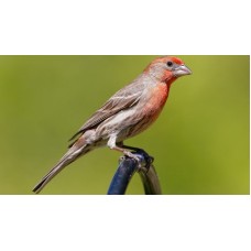 Carpodacus mexicanus