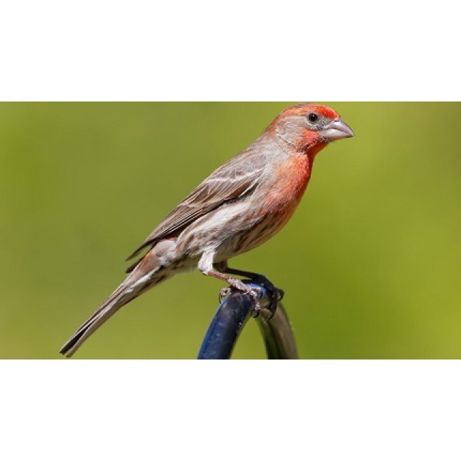 Carpodacus mexicanus