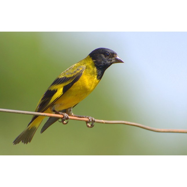 BLACK HEAD SISKIN X CANARY