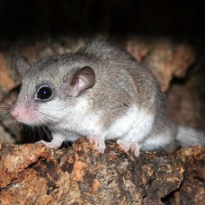 Woodland dormouse