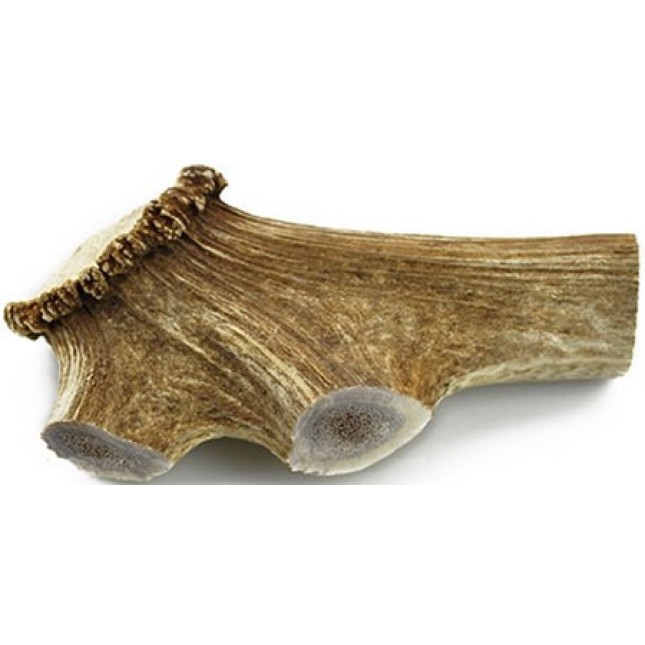 Cervus elaphus φυσικό κέρατο ελαφιού gigant 180gr-240gr Cervus elaphus φυσικό κέρατο ελαφιού gigant 180gr-240gr