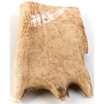Cervus elaphus τμήμα φυσικό κέρατο ελαφιού midi 80gr-100gr Cervus elaphus τμήμα φυσικό κέρατο ελαφιού midi 80gr-100gr