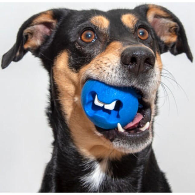 Rogz dogz παιχνίδι σκύλου Fred Treat μπάλα μπλε medium 6.4cm Rogz dogz παιχνίδι σκύλου Fred Treat μπάλα μπλε medium 6.4cm