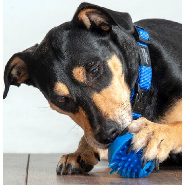 Rogz dogz παιχνίδι σκύλου Fred Treat μπάλα κόκκινο medium 6.4cm Rogz dogz παιχνίδι σκύλου Fred Treat μπάλα κόκκινο medium 6.4cm