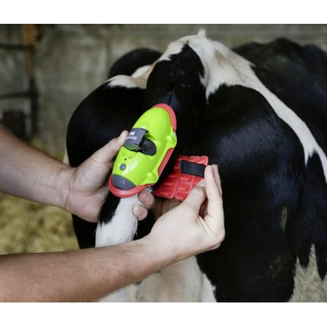 Kerbl Συναγερμός MooCall Calving για βοοειδή, σας ενημερώνει αξιόπιστα για μια επικείμενη γέννηση