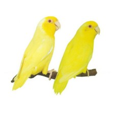 Παπαγαλάκι Parrotlet κίτρινο Παπαγαλάκι Parrotlet κίτρινο