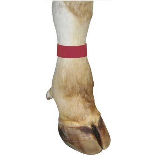Kerbl λουράκι ποδιού με Velcro, 36cm μήκος, κόκκινο, 10τεμ Kerbl λουράκι ποδιού με Velcro, 36cm μήκος, κόκκινο, 10τεμ