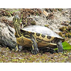 Meso-American slider χελώνα γλυκού νερού