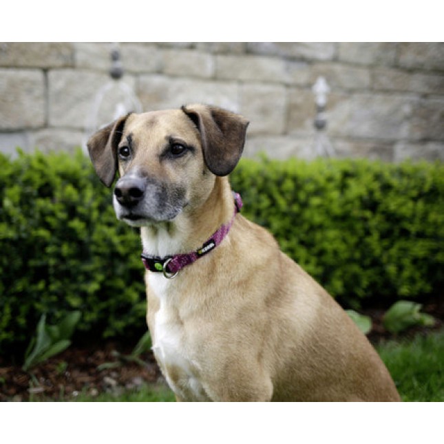 Kerbl Collar Colorado, fuchsia, εξαιρετικά ανθεκτικό χάρη στο συνδυασμό δύο υλικών Kerbl Collar Colorado, fuchsia, εξαιρετικά ανθεκτικό χάρη στο συνδυασμό δύο υλικών