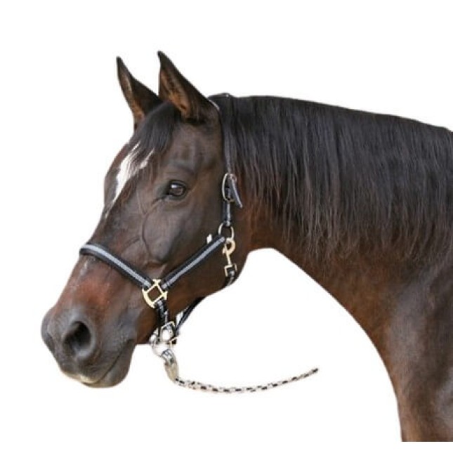 Covalliero καπίστρι Mustang size 1 Covalliero καπίστρι Mustang size 1