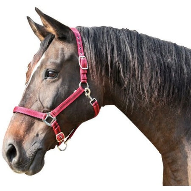Covalliero καπίστρι Mustang size 1