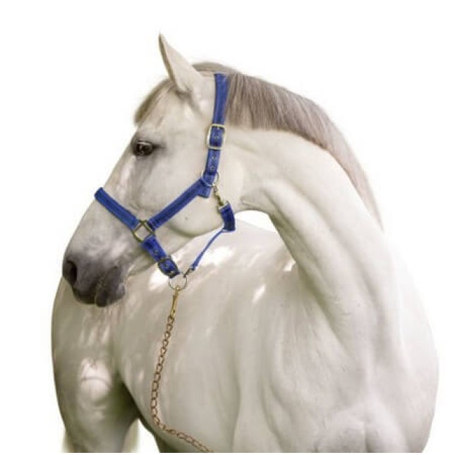 Covalliero καπίστρι Mustang μπλε/μαύρο, κορυφαίας ποιότητας με λεπτό μοτίβο Covalliero καπίστρι Mustang μπλε/μαύρο, κορυφαίας ποιότητας με λεπτό μοτίβο