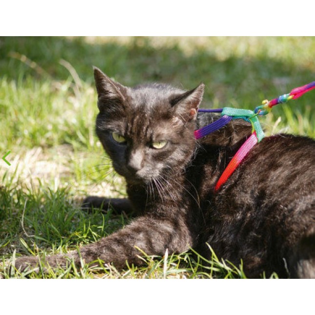 Kerbl Σαμαράκι & οδηγός RAINBOW για γάτες είναι ρυθμιζόμενα και εξοπλισμένο με εύκολη σύνδεση