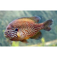 Lepomis gibbosus