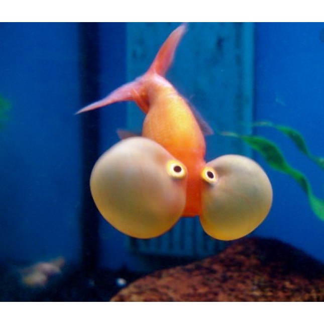 Bubble fish