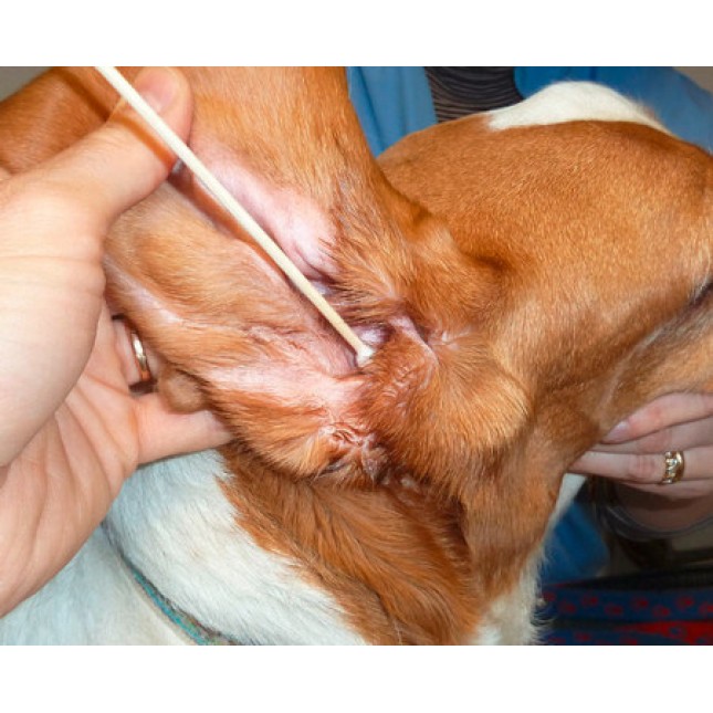 Kerbl μπατονέτες μπαμπού για τον καθαρισμό των αυτιών του σκύλου σας Bamboo Stick 30pc S/M