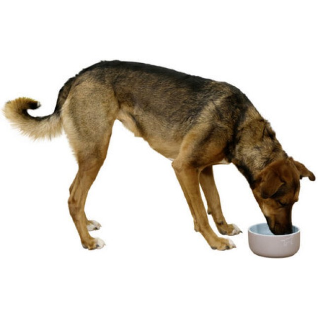 Kerbl Κεραμικό μπολ για σκύλους είναι φιλικό προς το περιβάλλον και απολύτως ασφαλές για το ζώο.