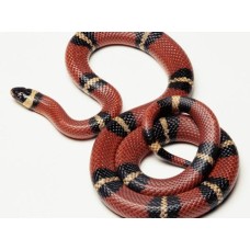 King snake normal baned