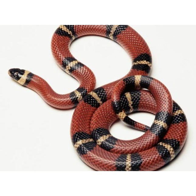 King snake normal baned King snake normal baned
