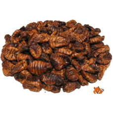 Claus Silkworm Pupae Aποξηραμένοι μεταξοσκώλικες (πρωτεΐνη 52%, λιπαρά 27%)100gr