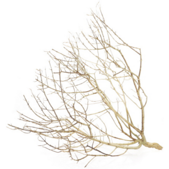 Hobby θάμνος ερήμου small 20 - 30 cm Hobby θάμνος ερήμου small 20 - 30 cm