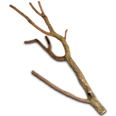 Hobby κλαδί φελλού 50-75 cm Hobby κλαδί φελλού 50-75 cm