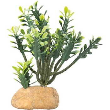 Hobby διακοσμητικός κάκτος Euphorbia 15 x 7 x 17 cm Hobby διακοσμητικός κάκτος Euphorbia 15 x 7 x 17 cm