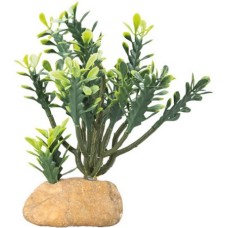 Hobby κάκτος Euphorbia ιδανικός για να κάνει την ερημική φύση στα τεραριά να φαίνεται ελκυστική