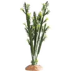 Hobby κάκτος Euphorbia ιδανικός για να κάνει την ερημική φύση στα τεραριά να φαίνεται ελκυστική