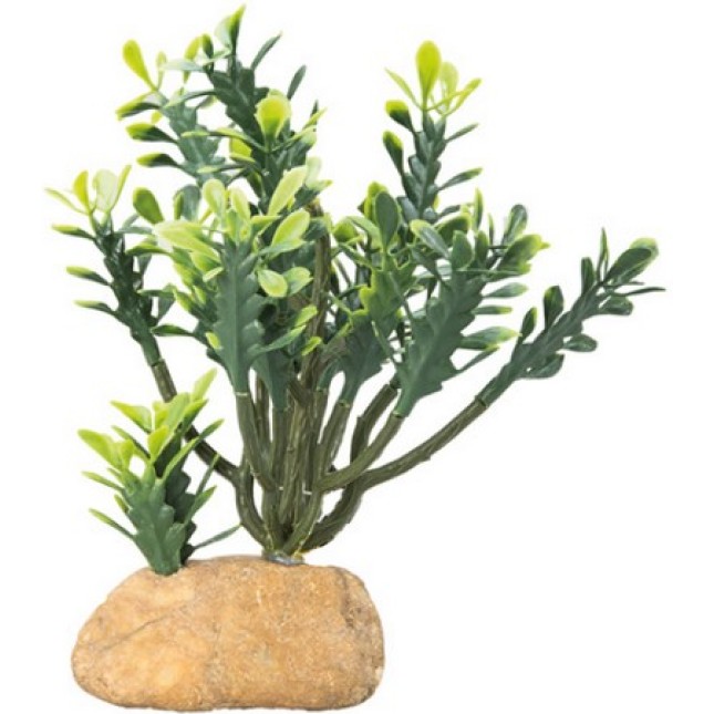 Hobby κάκτος Euphorbia ιδανικός για να κάνει την ερημική φύση στα τεραριά να φαίνεται ελκυστική