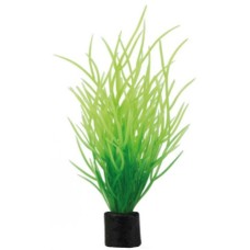 Hobby Διακοσμητικό φυτό Lilaeopsis mini ss 1,5 x 1,5 x 7 cm
