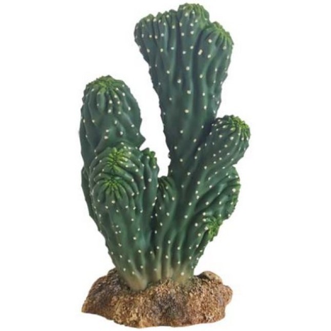 Hobby διακοσμητικός κάκτος Victoria για terrarium Hobby διακοσμητικός κάκτος Victoria για terrarium