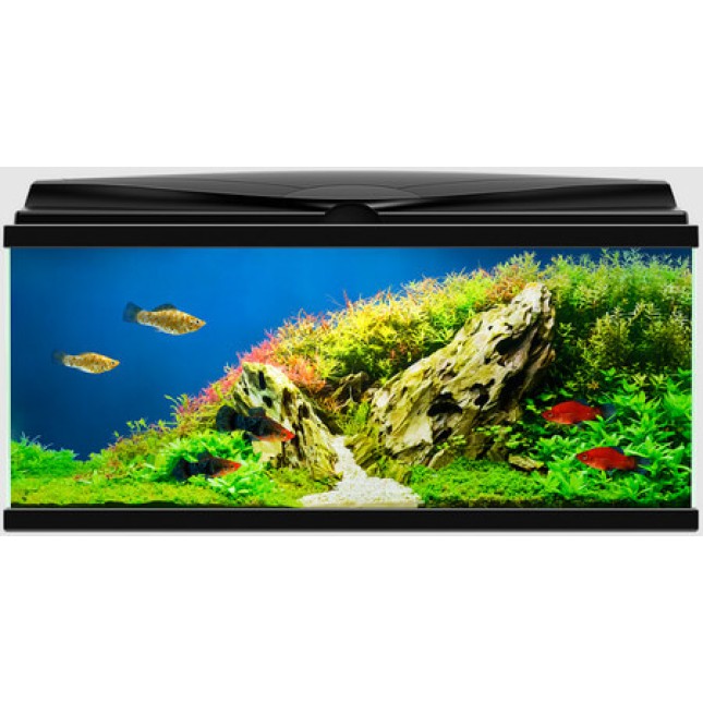 Ciano Ενυδρείο Aqua 80 Black (80x30x41,5cm) 71Lt