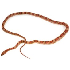 Φίδι baby corn snake normal
