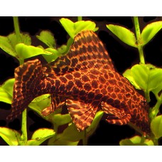 PLECOSTOMUS PLECOSTOMUS