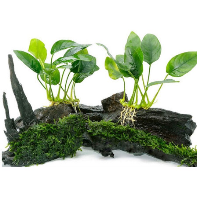 API root tabs φυτικό λίπασμα, προάγει την πλούσια ανάπτυξη των φυτών του ενυδρείου API root tabs φυτικό λίπασμα, προάγει την πλούσια ανάπτυξη των φυτών του ενυδρείου