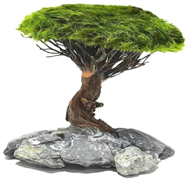 Διακοσμητικό δέντρο ενυδρείου Marimo Tree Figure L 20-25cm Διακοσμητικό δέντρο ενυδρείου Marimo Tree Figure L 20-25cm